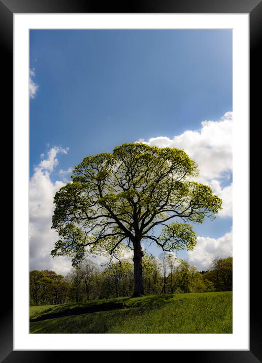 Summer Tree Framed Mounted Print by Glen Allen