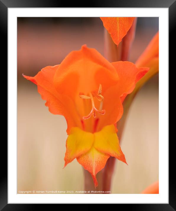 Natal Lily Framed Mounted Print by Adrian Turnbull-Kemp