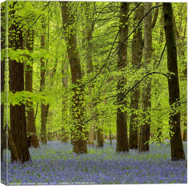  spring woodland with Bluebells Canvas Print by Simon Johnson