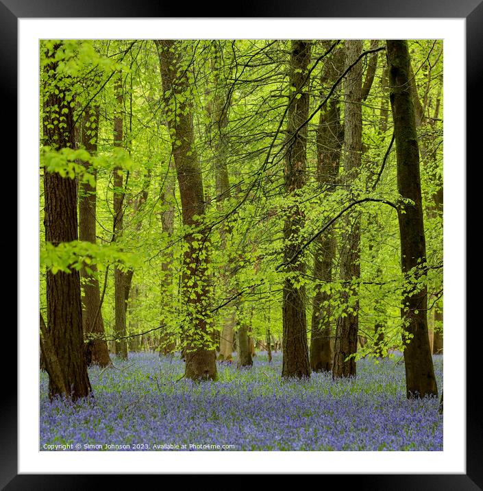  spring woodland with Bluebells Framed Mounted Print by Simon Johnson