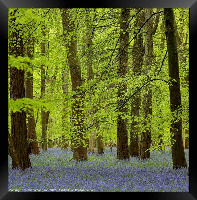  spring woodland with Bluebells Framed Print by Simon Johnson