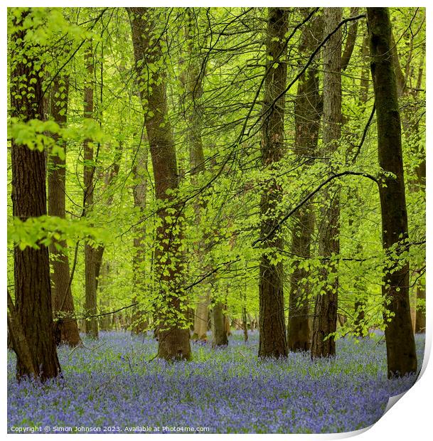  spring woodland with Bluebells Print by Simon Johnson
