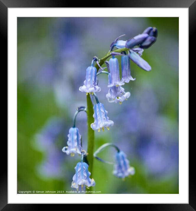  Bluebell flower Framed Mounted Print by Simon Johnson