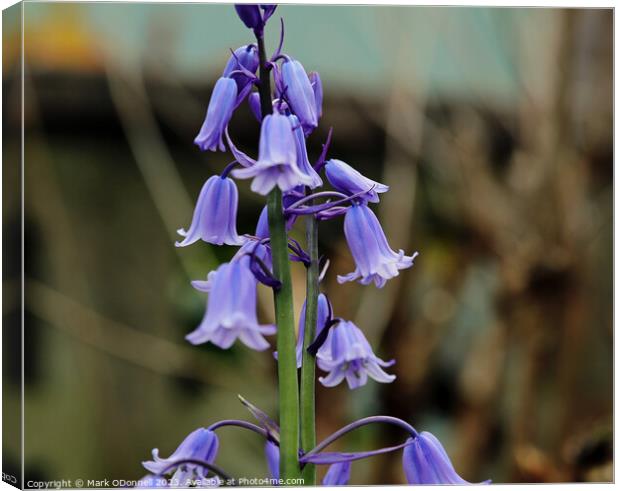 Bluebell 1 2023 Canvas Print by Mark ODonnell