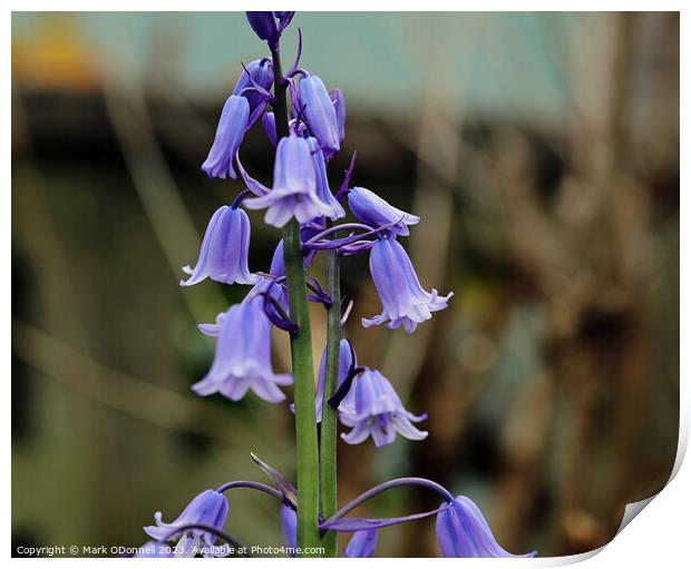 Bluebell 1 2023 Print by Mark ODonnell