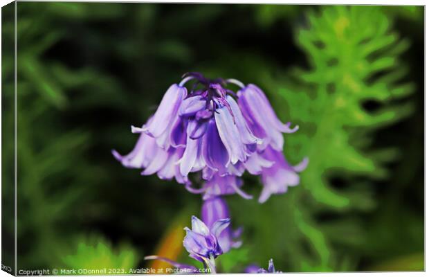 Bluebell 2 2023 Canvas Print by Mark ODonnell