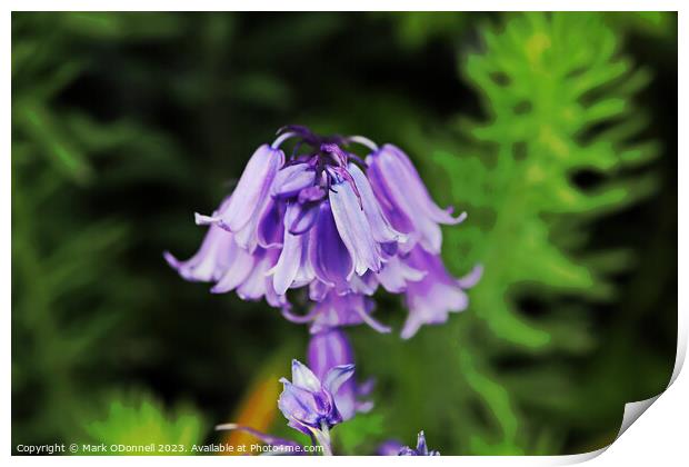 Bluebell 2 2023 Print by Mark ODonnell