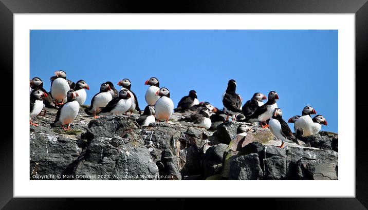 Puffin Rock Group Framed Mounted Print by Mark ODonnell