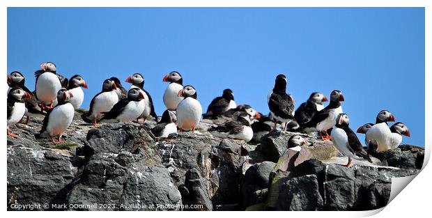 Puffin Rock Group Print by Mark ODonnell