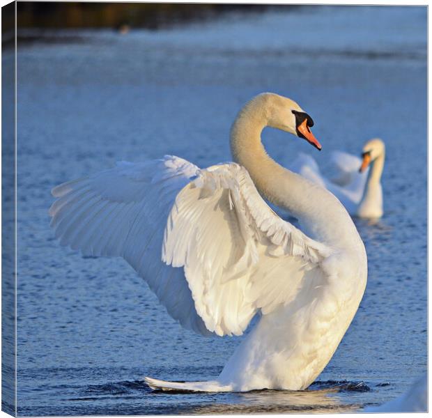 Graceful swan, It`s good to have a stretch Canvas Print by Allan Durward Photography