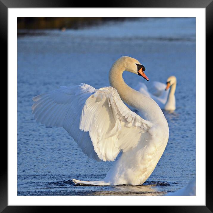 Graceful swan, It`s good to have a stretch Framed Mounted Print by Allan Durward Photography