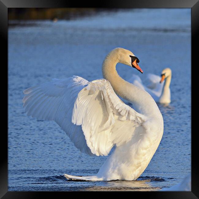 Graceful swan, It`s good to have a stretch Framed Print by Allan Durward Photography