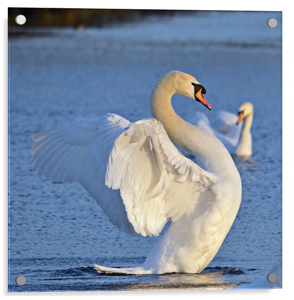Graceful swan, It`s good to have a stretch Acrylic by Allan Durward Photography