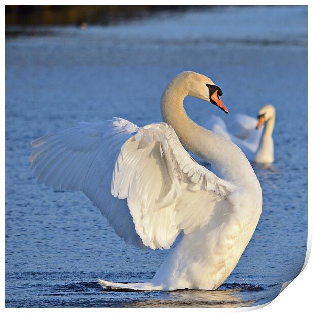 Graceful swan, It`s good to have a stretch Print by Allan Durward Photography