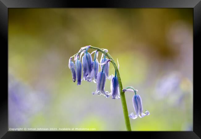 A close up of a Bluebell flower  Framed Print by Simon Johnson