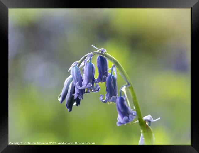 A close up of a Bluebell flower  Framed Print by Simon Johnson