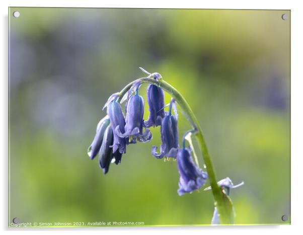 A close up of a Bluebell flower  Acrylic by Simon Johnson