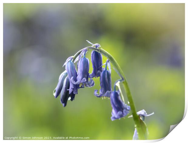 A close up of a Bluebell flower  Print by Simon Johnson