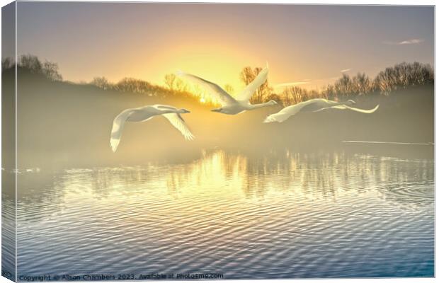 Flying Swans Canvas Print by Alison Chambers