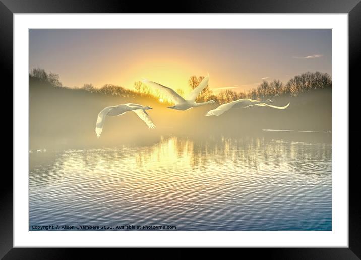 Flying Swans Framed Mounted Print by Alison Chambers