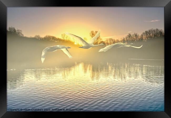 Flying Swans Framed Print by Alison Chambers