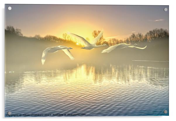Flying Swans Acrylic by Alison Chambers