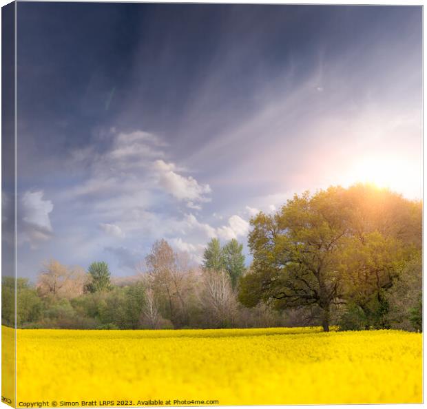 Sunrise over yellow rapeseed or oilseed rape fields and trees Canvas Print by Simon Bratt LRPS