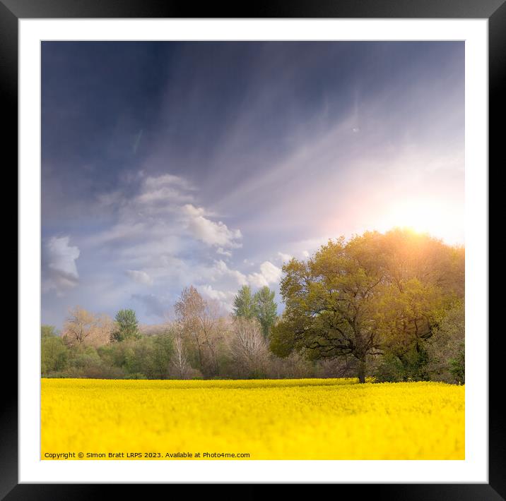 Sunrise over yellow rapeseed or oilseed rape fields and trees Framed Mounted Print by Simon Bratt LRPS