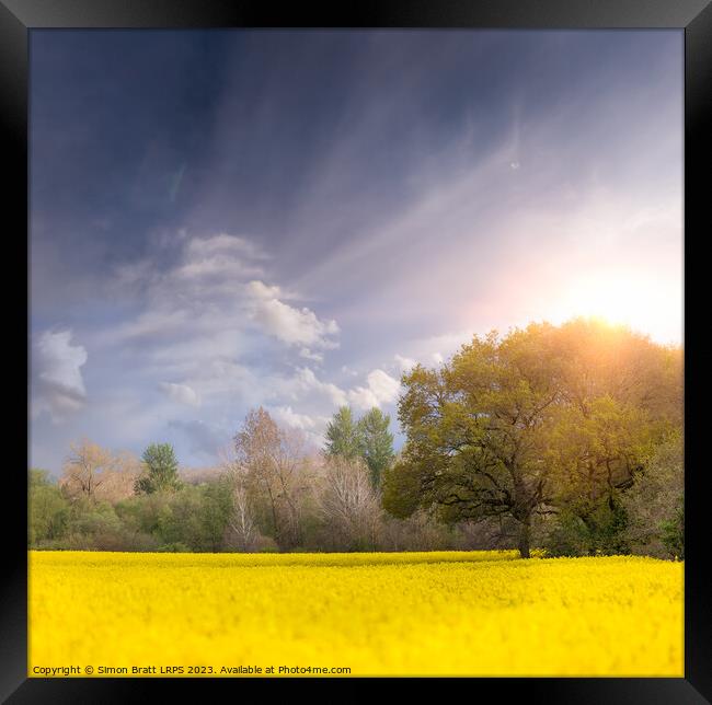 Sunrise over yellow rapeseed or oilseed rape fields and trees Framed Print by Simon Bratt LRPS