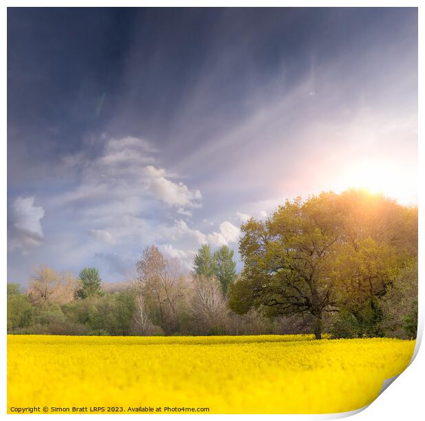 Sunrise over yellow rapeseed or oilseed rape fields and trees Print by Simon Bratt LRPS