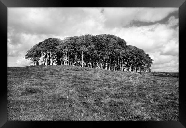 The Nearly Home trees Black and White Framed Print by Diana Mower