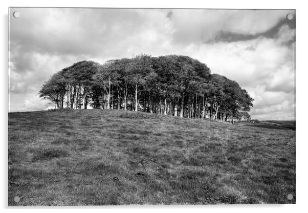 The Nearly Home trees Black and White Acrylic by Diana Mower