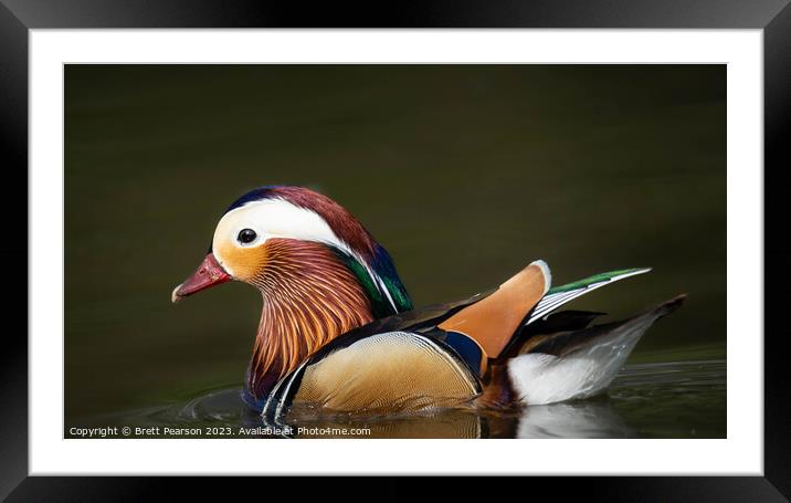 Male Mandarin Duck Framed Mounted Print by Brett Pearson