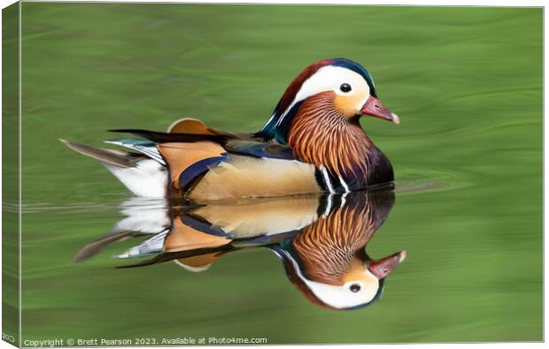 Male Mandarin Duck Canvas Print by Brett Pearson