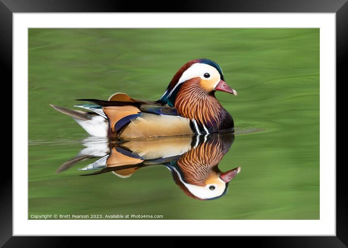 Male Mandarin Duck Framed Mounted Print by Brett Pearson