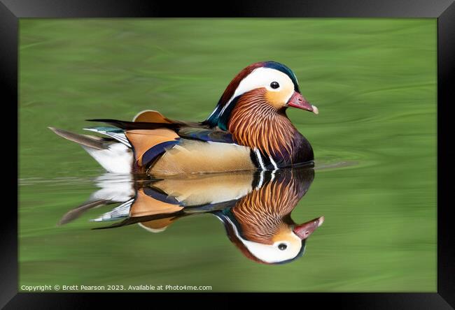 Male Mandarin Duck Framed Print by Brett Pearson