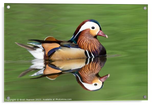 Male Mandarin Duck Acrylic by Brett Pearson