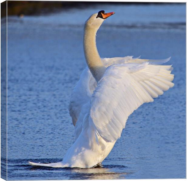 Mute swan doing its pilates Canvas Print by Allan Durward Photography