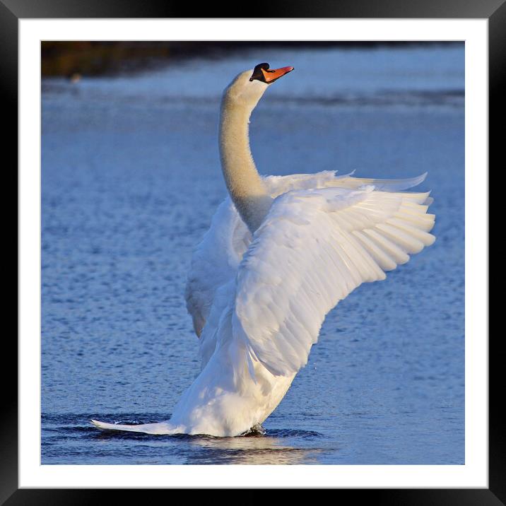 Mute swan doing its pilates Framed Mounted Print by Allan Durward Photography