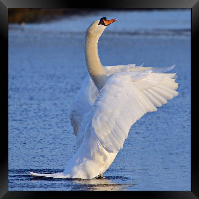 Mute swan doing its pilates Framed Print by Allan Durward Photography
