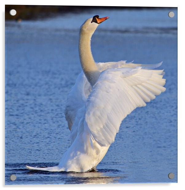 Mute swan doing its pilates Acrylic by Allan Durward Photography