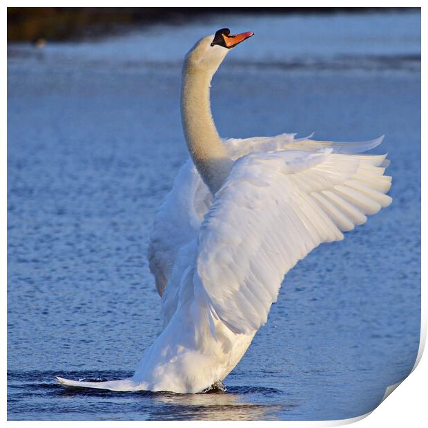 Mute swan doing its pilates Print by Allan Durward Photography