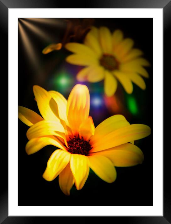 Radiant Blooms Framed Mounted Print by Jeremy Sage
