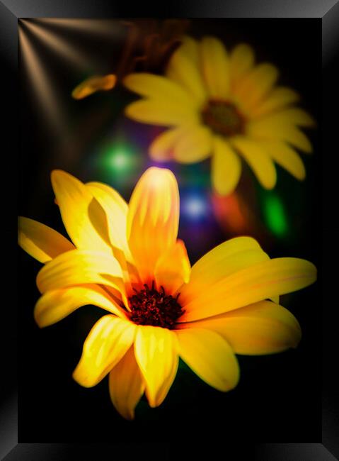Radiant Blooms Framed Print by Jeremy Sage