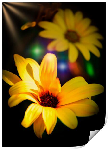 Radiant Blooms Print by Jeremy Sage