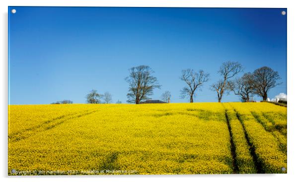 Majestic Northern Ireland oilseed rape field Acrylic by jim Hamilton