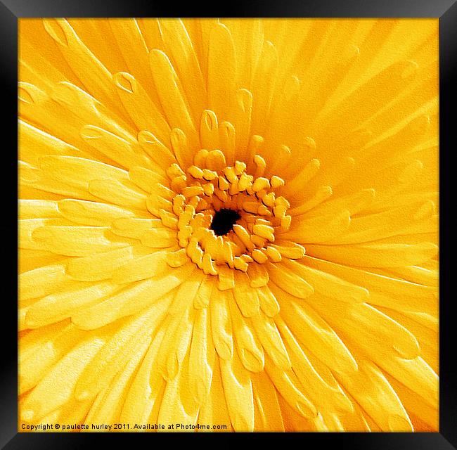 Yellow Chrysanthemum Framed Print by paulette hurley