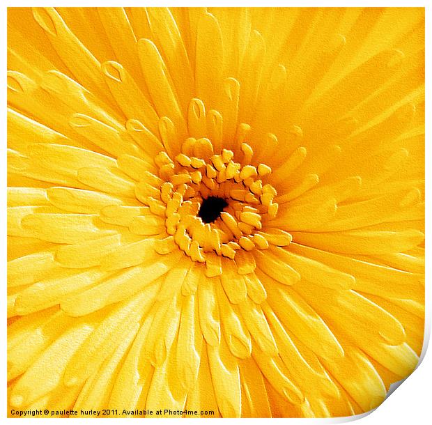 Yellow Chrysanthemum Print by paulette hurley