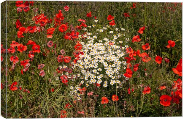 Daisies and poppies Canvas Print by Sally Wallis