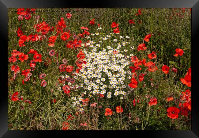 Daisies and poppies Framed Print by Sally Wallis